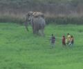 Elephant tramples 16 people to death in 12 days in Jharkhand, 4 on Tuesday alone