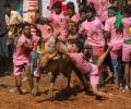 Bull tamer who dreamt to win CM's prize gored to death at TN jallikattu