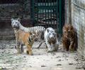 Meet Patna's Four Tiger Cubs