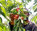 Cherry Harvesting Begins In Kashmir