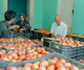 Govt to now sell discounted tomatoes at Rs 80/kg