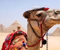 Why Is The Camel Wearing A Hat?