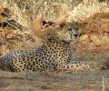 After 8 deaths, vets, African experts to examine health of Kuno cheetahs