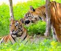 India has 3682 tigers, home to 75% of global numbers