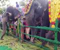 Madras HC bars buying of elephants by temples, others