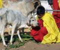 Anyone who kills cows is deemed to rot in hell: Allahabad HC