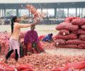 Angry Maharashtra farmer burns onion crop