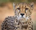 Namibian cheetah Sasha dies of kidney ailment in Kuno park