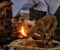 Treating stray dogs with cruelty, hate not acceptable: HC