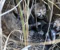 Cheetah from Namibia gives birth to 4 cubs in Kuno park