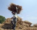 Bihar to 'name and shame' farmers who burn crop residue