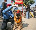 It's Dogs Day Afternoon In Japan, Nepal