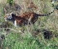 Tiger from Rajasthan enters MP's Kuno, no threat to cheetahs