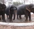 Summer Heat Catches Up With Elephants