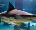 'Sharks At High Risk Of Extinction'