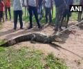 Crocodiles invade Vadodara streets as Vishwamitri river swells