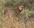 Cheetahs set to roam free in Kuno after a year