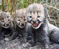 Ambani's Vantara Welcomes 5 Cheetah Cubs