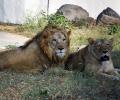 Avoid naming animals as Sita, Akbar: Calcutta HC over safari park row