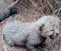 Purr-fect news from Kuno, Namibian cheetah delivers 3 cubs