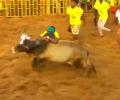 Jallikattu: Can You Tame The Bulls?