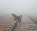 Dense fog persists over north India, rail traffic hit