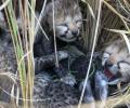 Namibian cheetah 'Jwala' gives birth to 3 cubs in Kuno