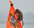 'Hanuman ji himself...': Monkey enters Ram temple sanctum sanctorum