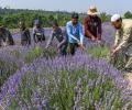 Heatwave grips Kashmir; Srinagar's hottest July in 25 yrs, beats Delhi temp