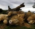 African lions make longest swim in search of female