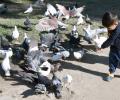 Does long-term exposure to pigeons pose health risks?