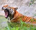 Tiger Deaths Decline By 29 Percent