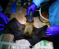 A Breakthrough In Nipah Virus Research