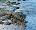 Woman throws son into crocodile-infested river after fight with husband