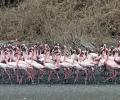 Over 30 flamingos killed as Emirates flight hits them in Mumbai