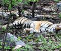 A third of Ranthambore's 75 tigers missing