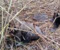 2 cheetah cubs found dead at Kuno, cause unknown