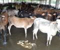 Cleaning, lying in cowshed can cure cancer: UP minister