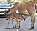 Two-headed calf born in Mangaluru, faces test of survival