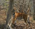 Tribals launch protests against eviction from 54 tiger reserves