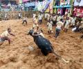 Jallikattu claims 7 lives, over 150 injured; 2 bulls die