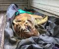 Kerala's maneater tiger dead, remains of woman found in its stomach