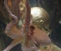 Paul the psychic octopus set to retire?