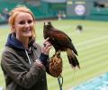 Avian star 'Rufus' patrols the skies during Wimbledon