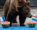 Buyan the bear predicts Croatia will beat France in World Cup final