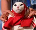 Russia's psychic cat Achilles picks home team for World Cup opener