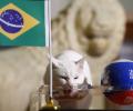 Feline fortune-teller backs Brazil to beat Costa Rica