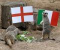 Mystic meerkats predict England will win Euro final