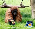 EURO 2024: Oracle orangutan backs Germany to win opener