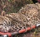 Maharashtra To Remove Leopards From Protected List